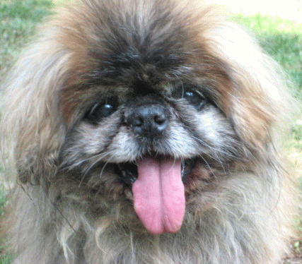 Senior Pekingese