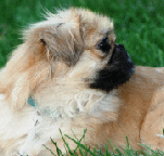 Winston - Pekingese